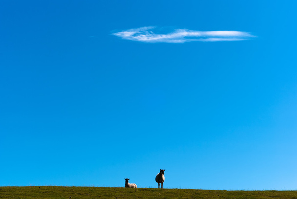 La oveja sobre la hierba contra el cielo azul V3
 - Foto, Imagen