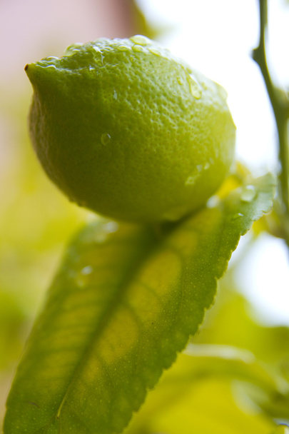 Sitruunan hedelmät puussa
 - Valokuva, kuva