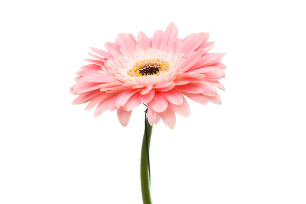 gerbera rózsaszín virág - Fotó, kép
