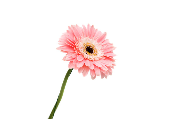 kwiat różowy gerbera - Zdjęcie, obraz