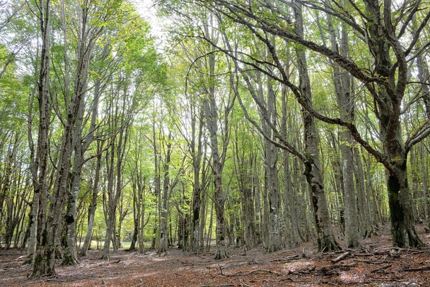 Las bukowy w parku Nebrodi, Sycylia - Zdjęcie, obraz