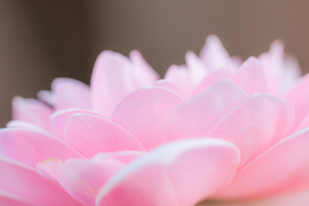 süße Farb-Makro-Rosen in sanfter Farbe und Soft-Fokus-Stil für b - Foto, Bild