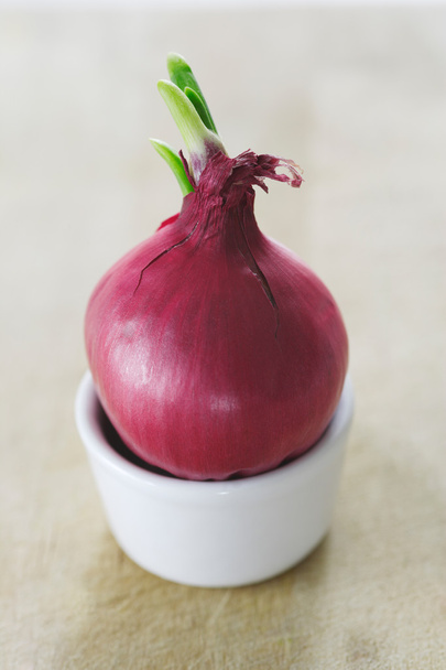 Single raw red onion - Φωτογραφία, εικόνα