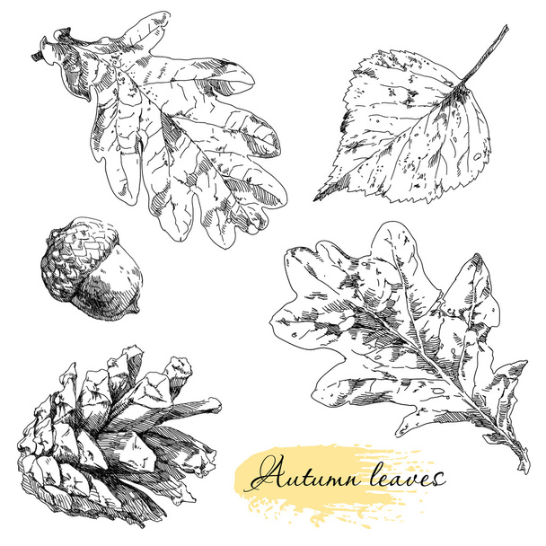 Vintage highly detailed hand drawn leaves. - Vector, Image