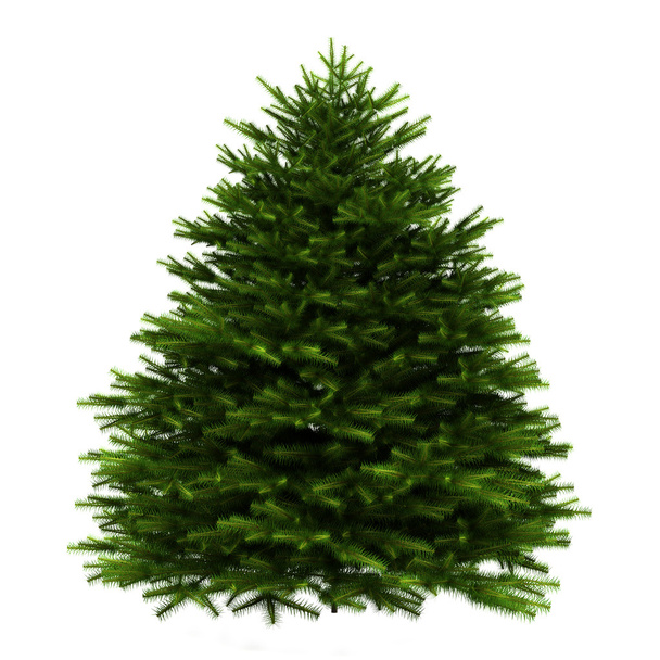 Momi fir tree isolated on white background - Photo, Image