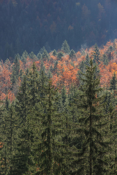 Coniferous and deciduous mountain forest in autumn colors - Foto, imagen