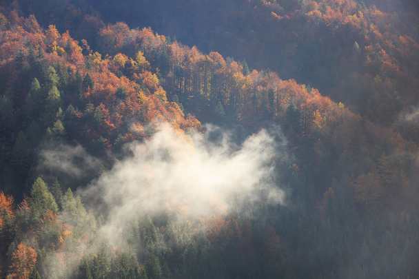 Coniferous and deciduous mountain forest in autumn colors - Foto, afbeelding