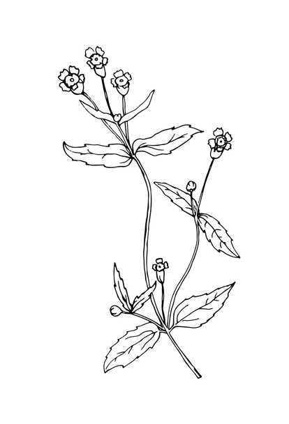 Sketch flower illustration - Vector, Image