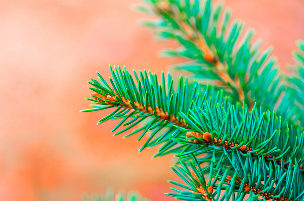 beautiful fir branches - Photo, Image