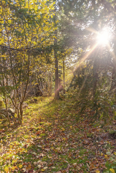 Slunce svítí skrz borovice během podzimu - Fotografie, Obrázek