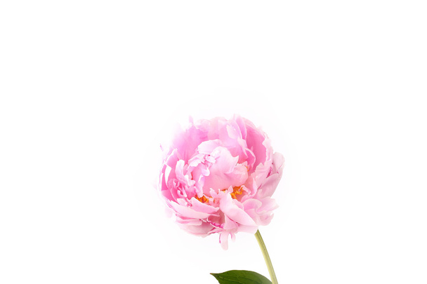 Peony isolated on a white background light pink - Photo, image