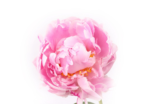 Peony isolated on a white background light pink - Foto, afbeelding
