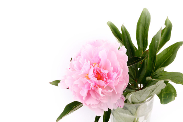 Peony isolated on a white background light pink - Foto, afbeelding