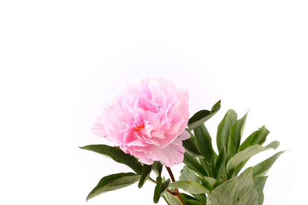 Peony isolated on a white background light pink - Fotó, kép
