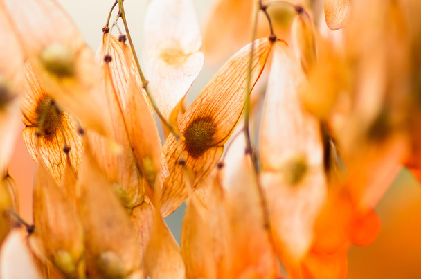 Graines sèches d'un arbre dans un beau fond de temps d'automne
 - Photo, image