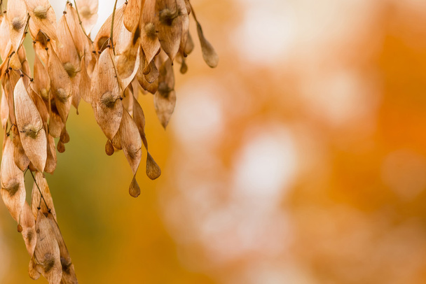 Сухе насіння дерева на дрібному осінньому фоні погоди
 - Фото, зображення