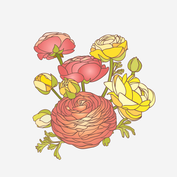 ranunkulyus flower bouquet - Vector, Image