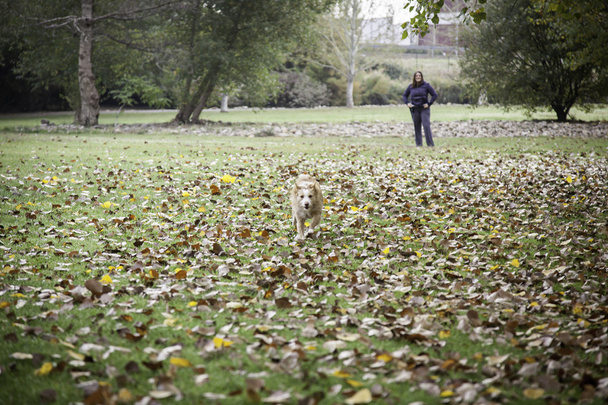 Dog running autumn - Photo, Image