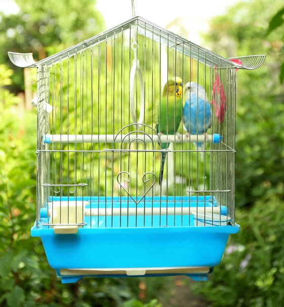 Cute colorful budgies in cage - Photo, image