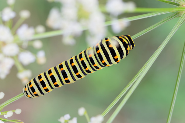 Papilio machaon caterpillar - Photo, Image