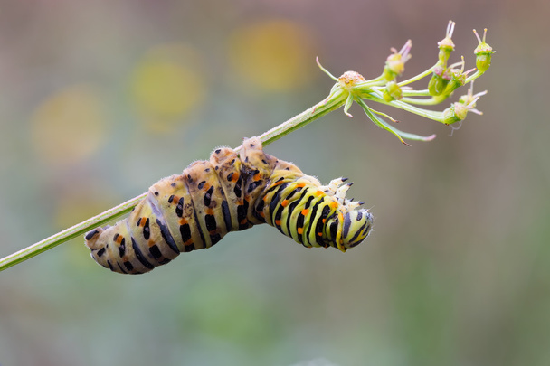 Papilio machaon caterpillar - Photo, Image
