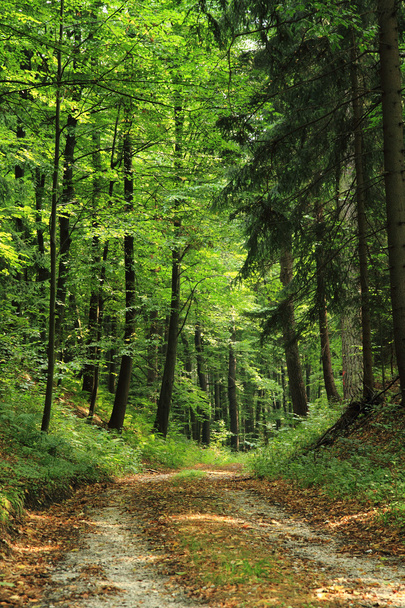 spring czech forest - Φωτογραφία, εικόνα