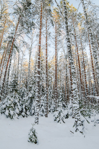 Winter snow covered trees. Viitna, Estonia. - Foto, imagen