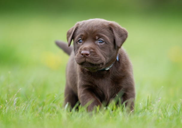 Brown labrador retriever puppy - Zdjęcie, obraz