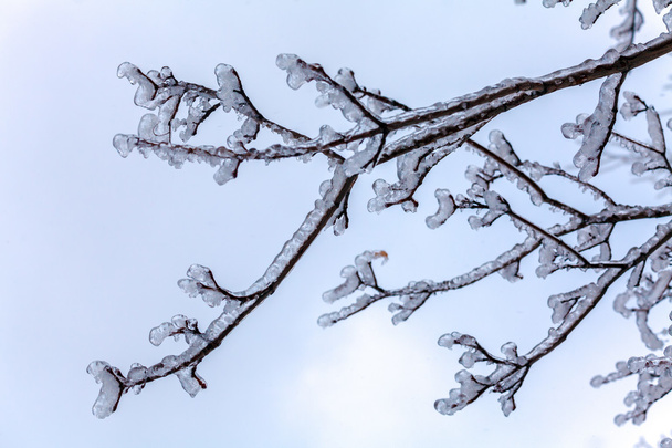 Заморожене дерево після Льодовикового дощу
 - Фото, зображення