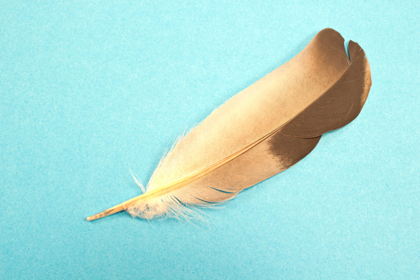 Feather isolated  on blue background - Photo, Image