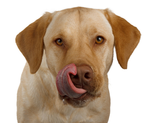 Labrador hambriento se emociona por su cena
 - Foto, imagen