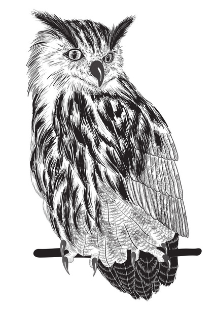 sketch of owl on a branch - Vector, afbeelding