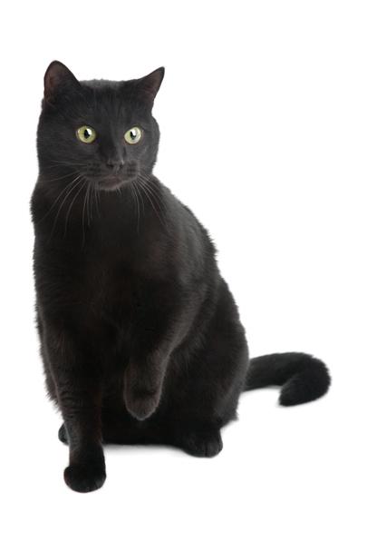 Gato negro
 - Foto, Imagen