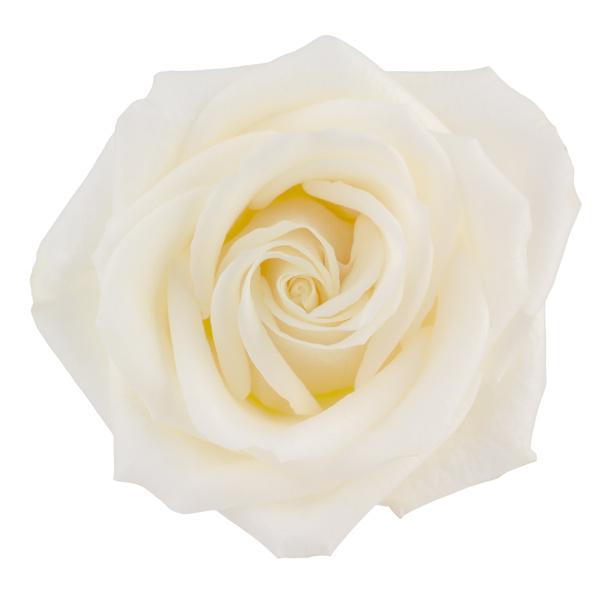 cremiger gelber Tee Rose isoliert auf weißem - Foto, Bild
