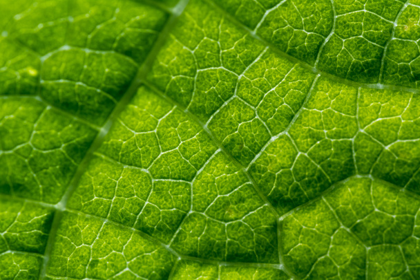 green leaf background - Photo, Image