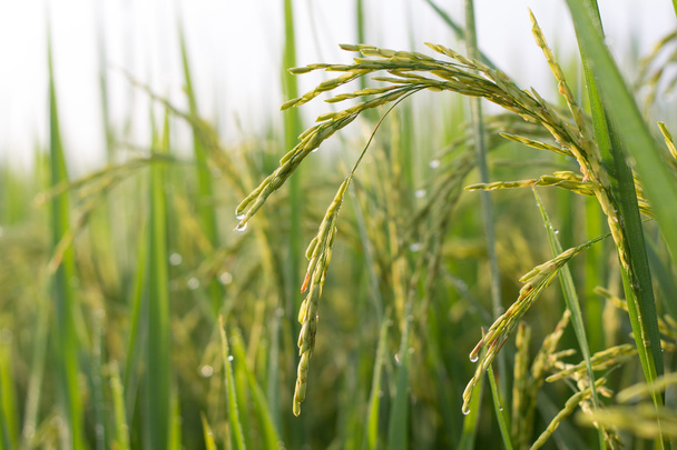 Завод зеленого рису
 - Фото, зображення