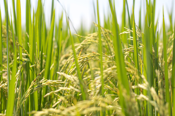 Plante de riz vert
 - Photo, image