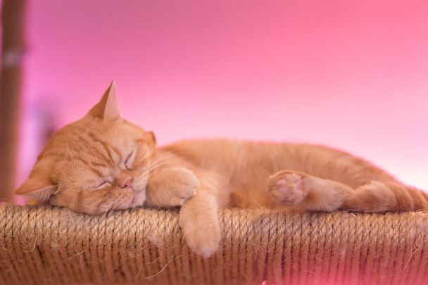 Спокійний помаранчевий червоний таббі кіт чоловічий кошеня скручений спить
. - Фото, зображення