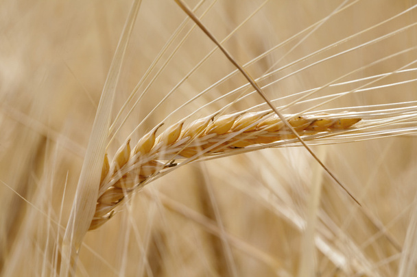 小麦 - 写真・画像