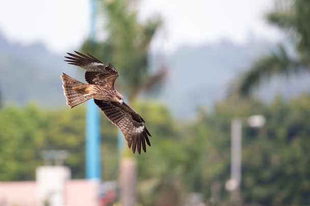 Black Kite  (Milvus migrans)  flying in city with blur city background - Photo, Image