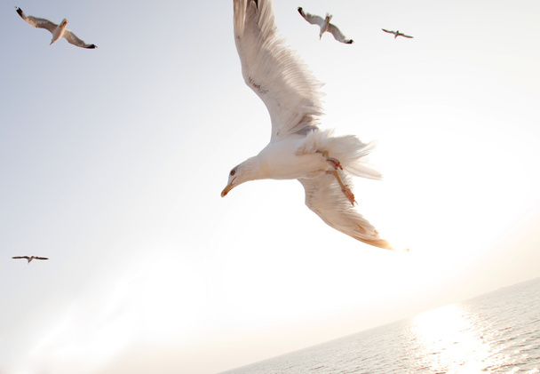 Красива біла чайка літає над глибокими синіми хвилями
 - Фото, зображення