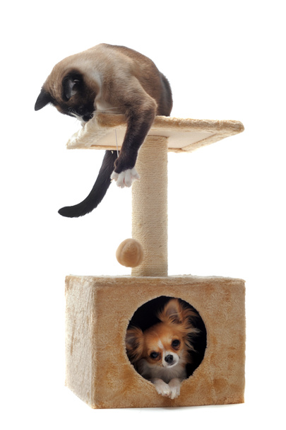 Chihuahua és a Sziámi macska - Fotó, kép