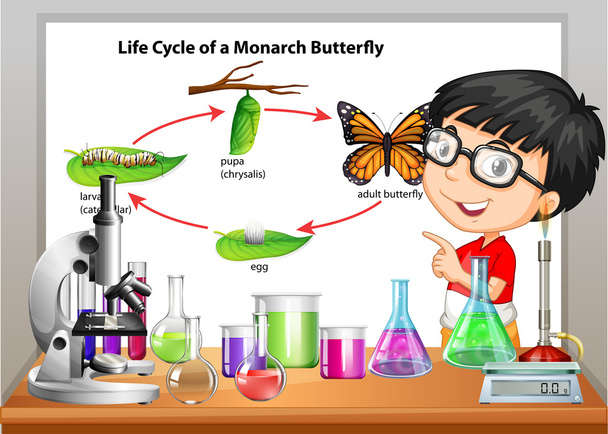 Menino apresentando ciclo de vida da borboleta
 - Vetor, Imagem