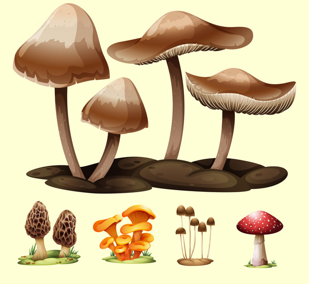 verschiedene Arten von Pilzen - Vektor, Bild