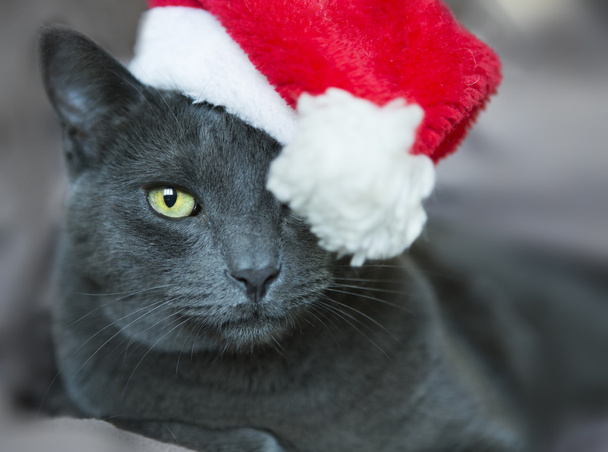 Christmas Cat - Gray Cat Santa, Christmas Pet with Santa Claus H - 写真・画像