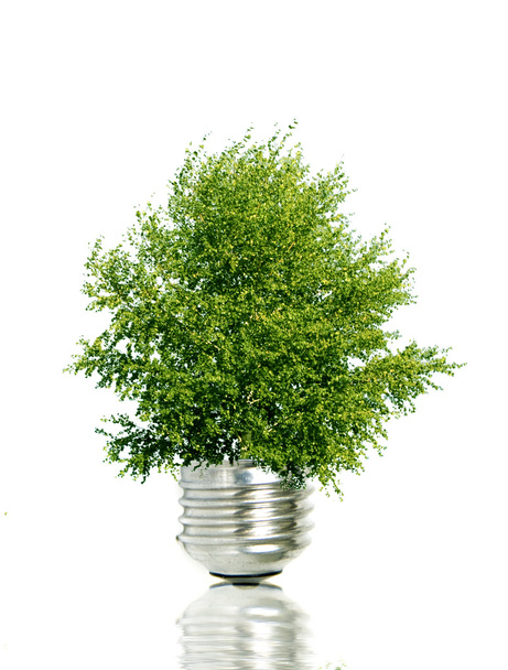 Árbol en bombilla que simboliza la energía verde
 - Foto, imagen