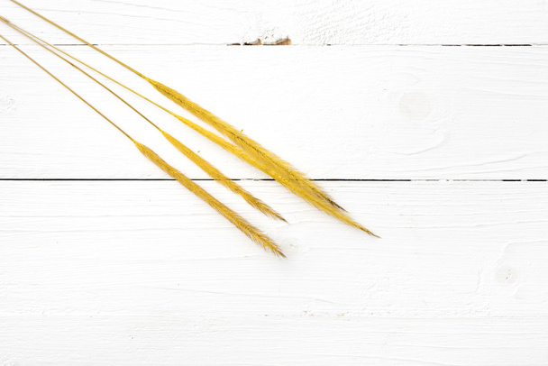 yellow color of wheat - Foto, Bild
