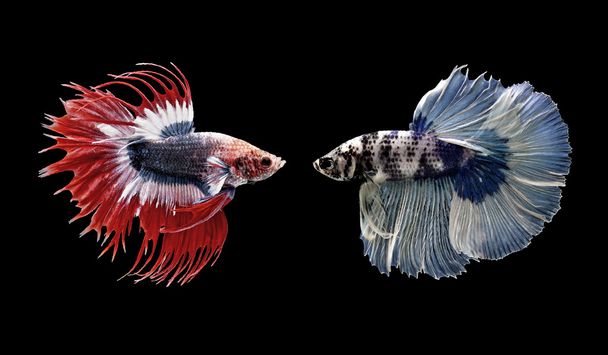Betta fish, pesce siamese da combattimento isolato su nero
 - Foto, immagini