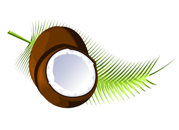 Cocos y rama de palma
 - Vector, imagen