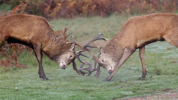 Red Deer stags vechten - Foto, afbeelding